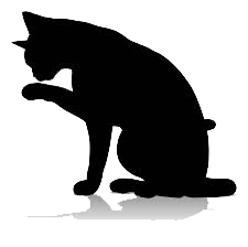 USED cat