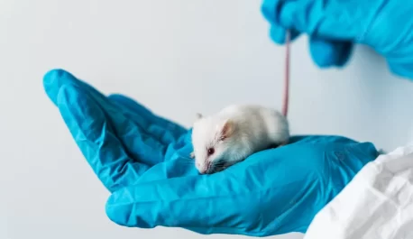 USED rat race in lab