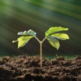 USED seedling and sun