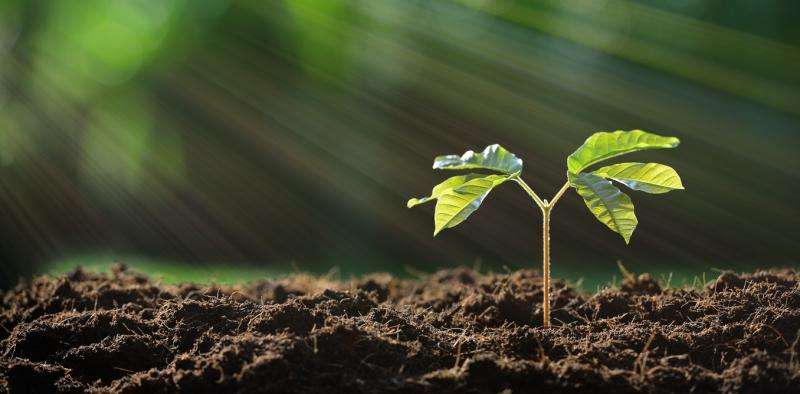 USED seedling and sun