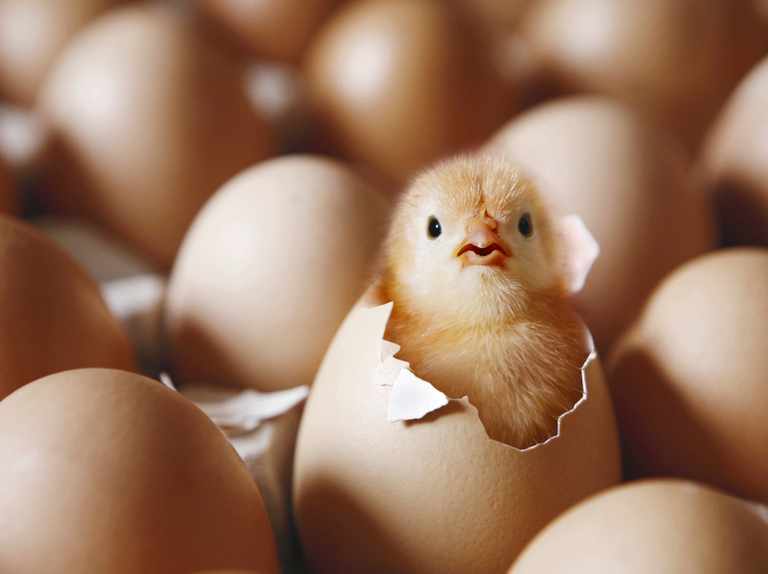 USED chickhatch
