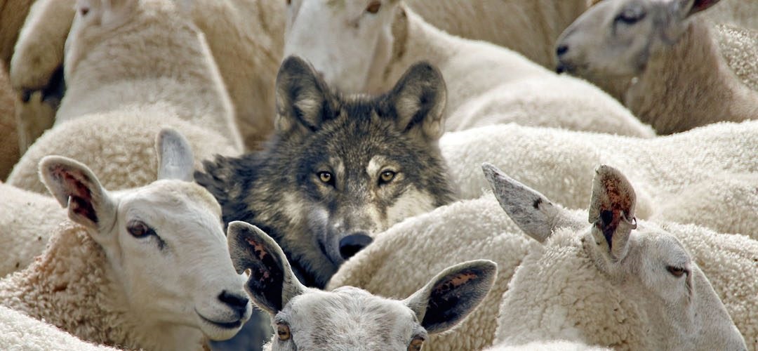 USED sheep-wolf