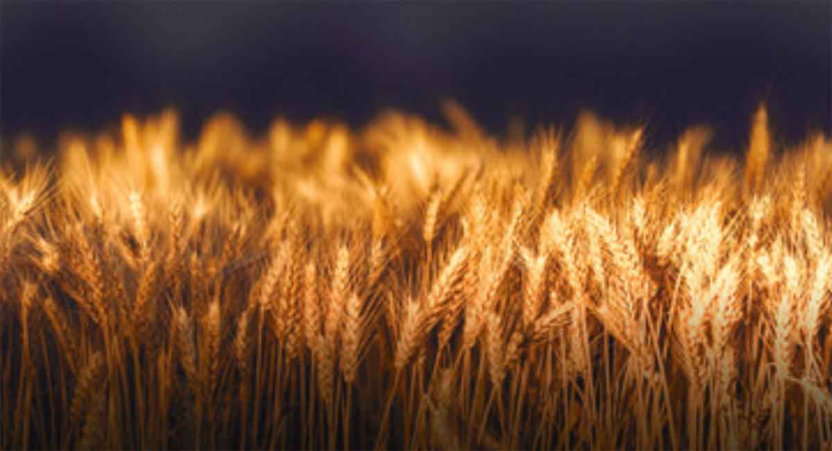 A field of wheat at night