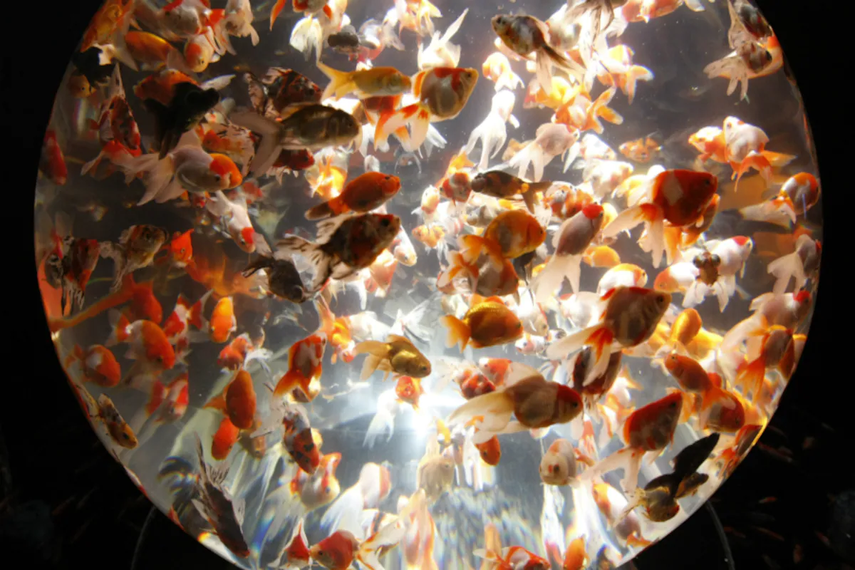 living in an aquarium