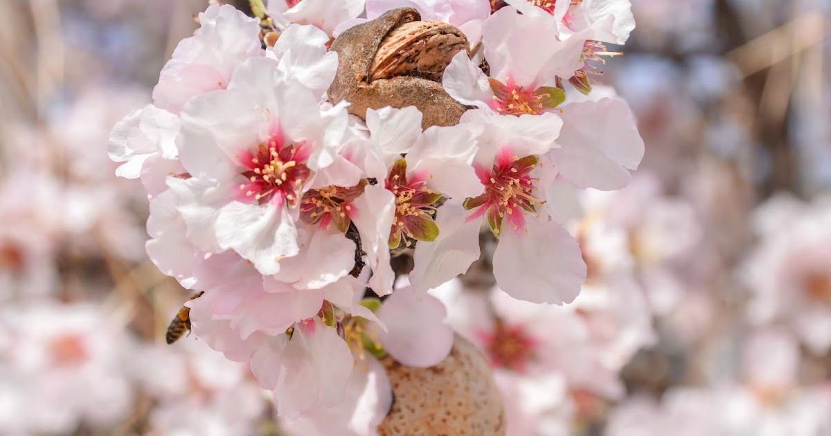 almond flower with nut