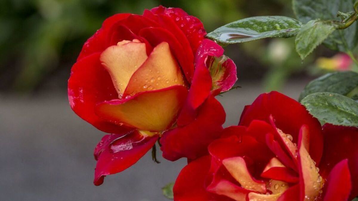 My Rose