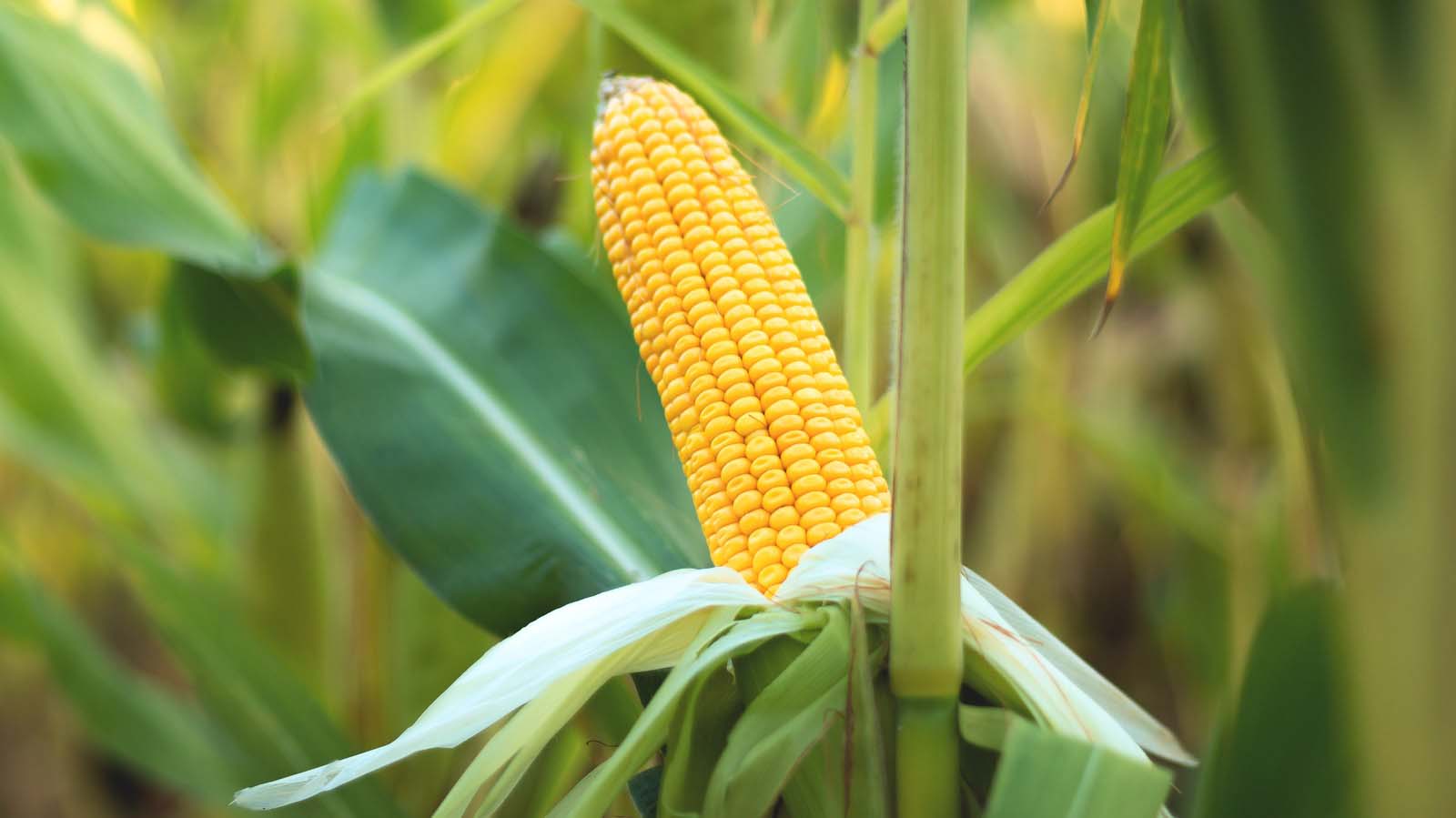 Ear of corn