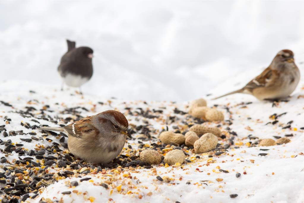 Sparrow