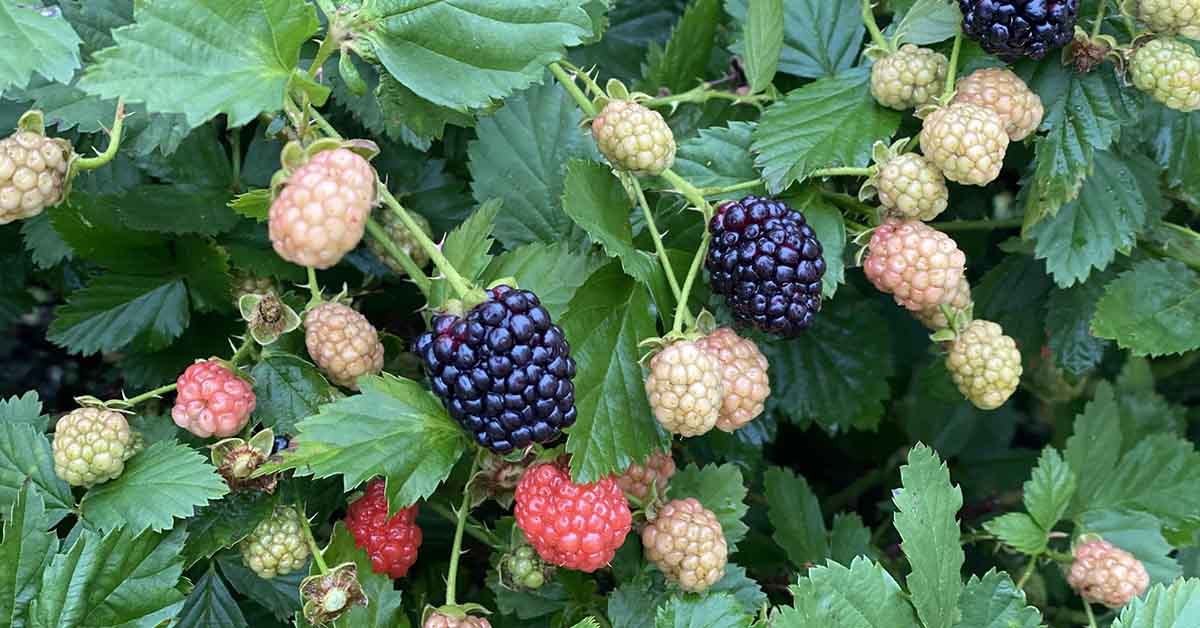 Berries