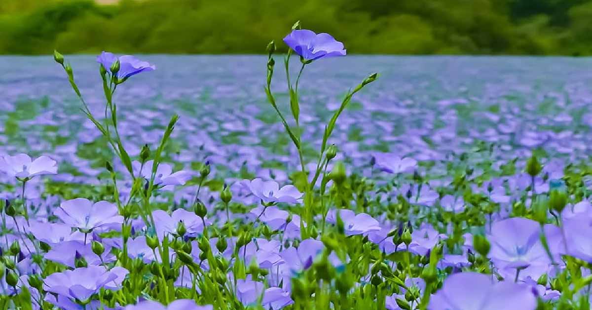 The Spiritual Flax