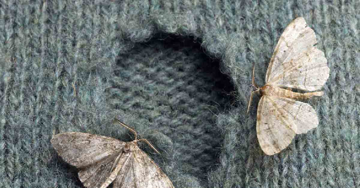 moth holes