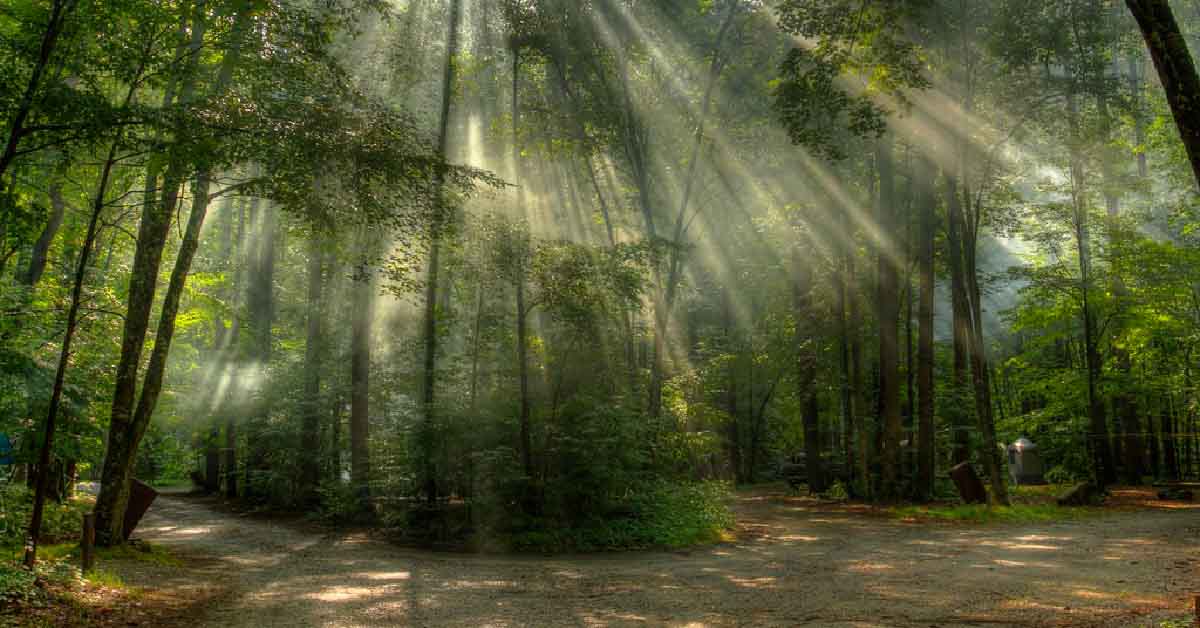 sunlight thru trees