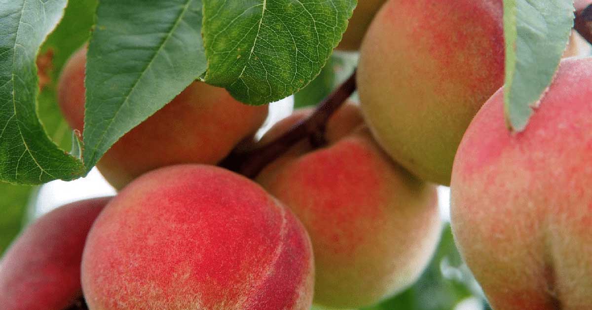 fruit of the spirit