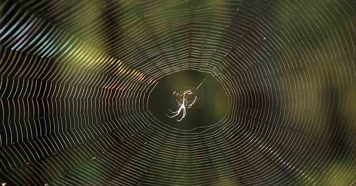 spider web