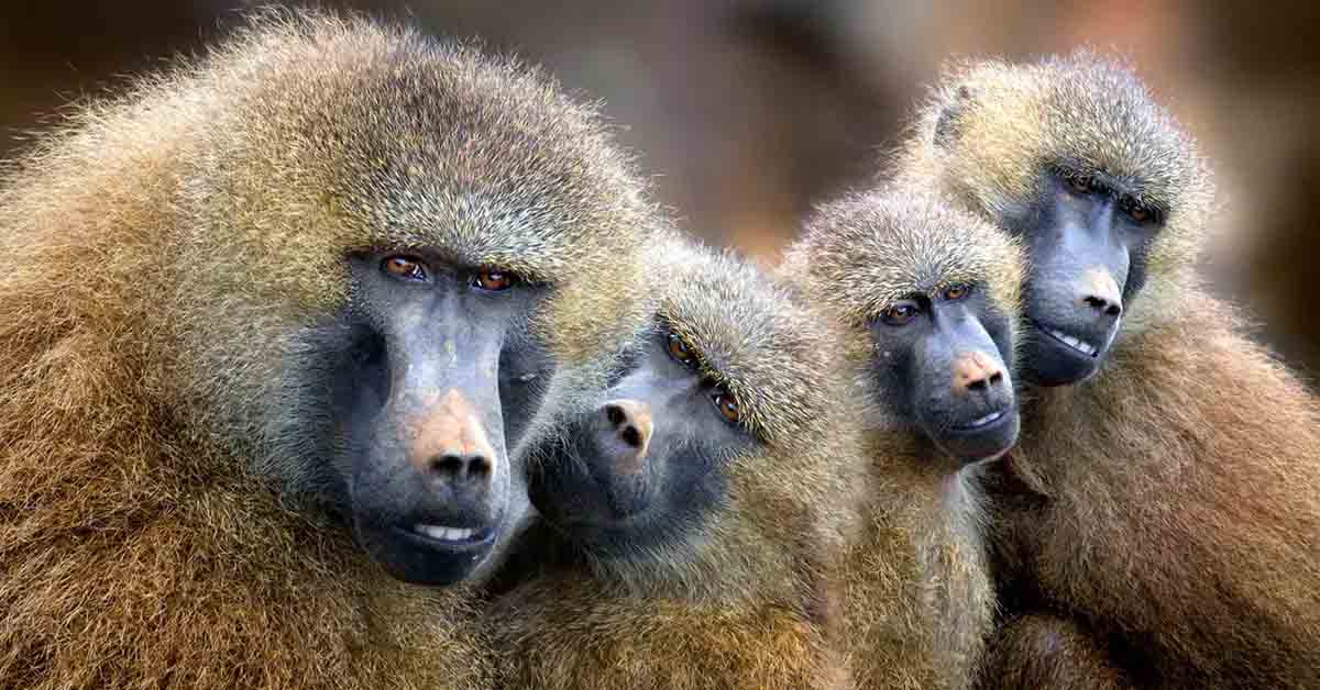 Baboons