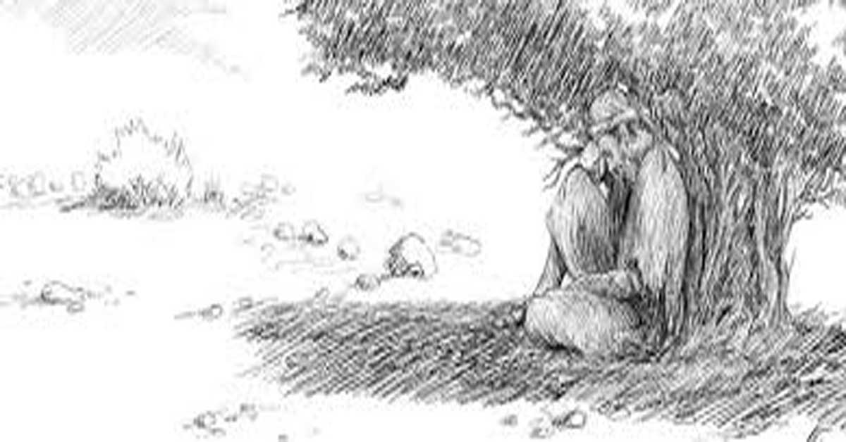 juniper tree