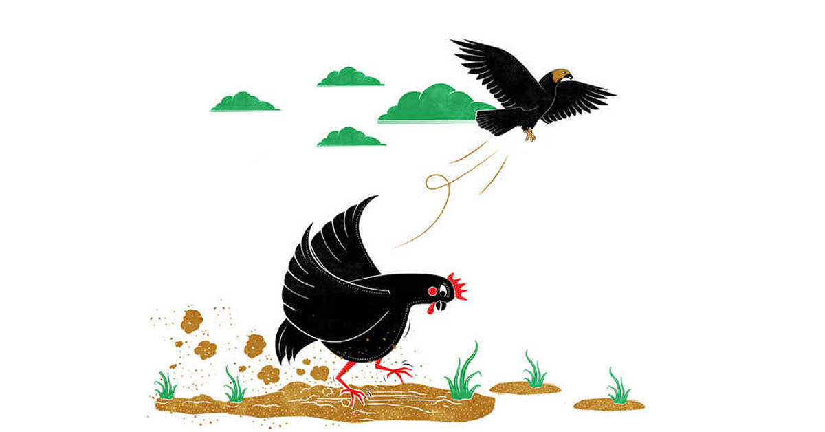 Eagle and chicken