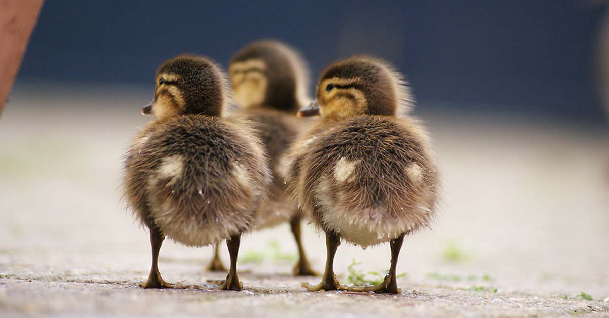 ducklings