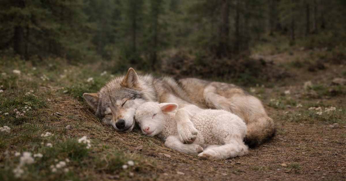A wolf lying beside a lamb on the forest floor